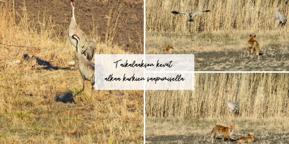 Taikalaakson kevät alkaa kurkien saapumisella