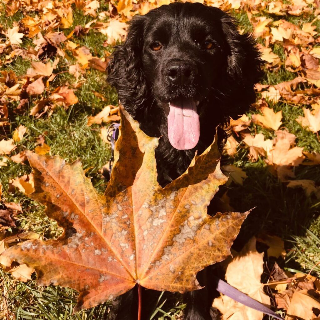 Koirien kanssa ulkoilu aamukasteen peittämässä ruohikossa saa mieleni rauhoittumaan