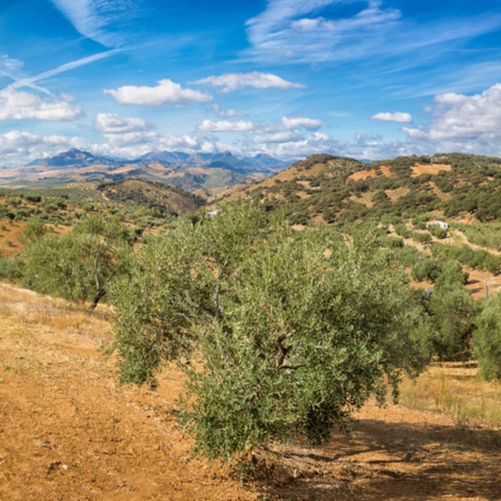 Espanjan oliivipuut