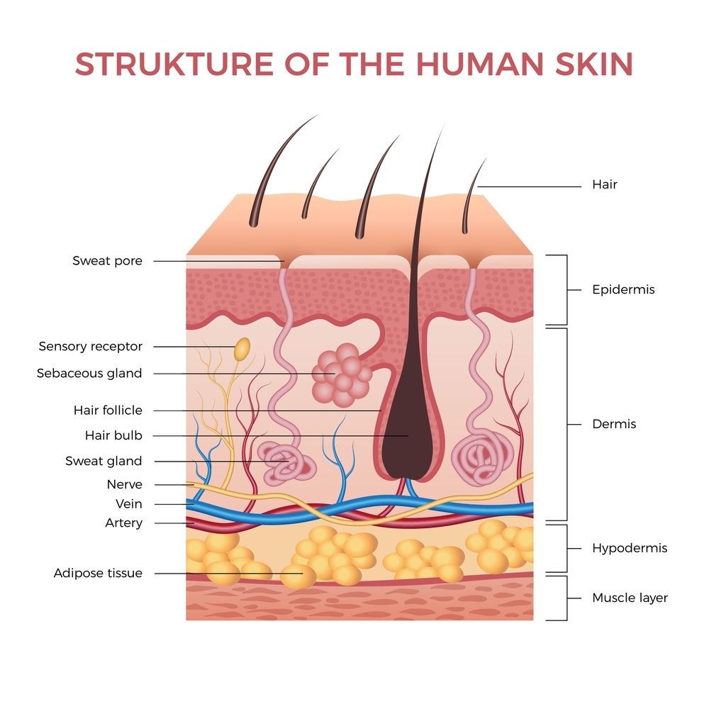 Havainnekuva ihon anatomiasta