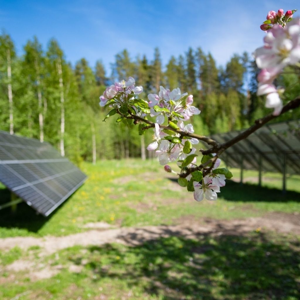 Taikalaakson aurinkopaneelit sekä kukkiva omenapuu