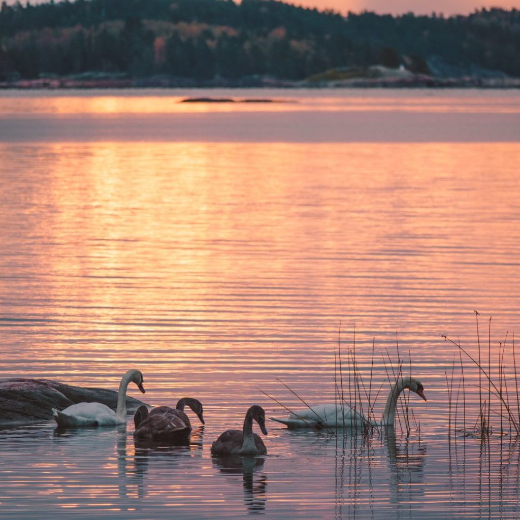Joutsenperhe uimassa auringonnousun aikaan