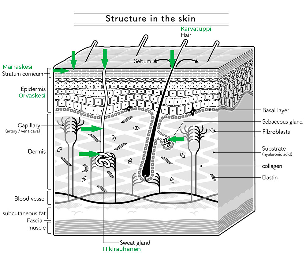 Kuva ihon eri kerroksista ja kolme eri reittiä jota pitkin kollageenipepitidit imeytyvät ihon syvempiin kerroksiin