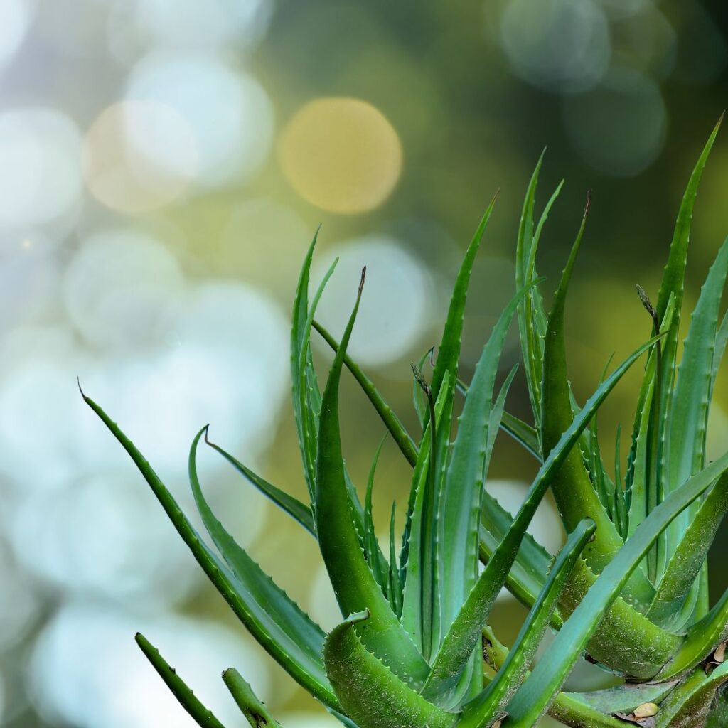 Aloe Vera kasvi