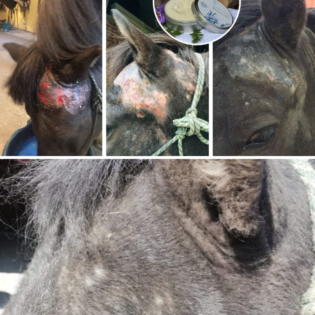 Kamomilla Sheavoide saa ehdottomasti viisitähteä ja sata sydäntä ❤️Huima apu ja helpottava ensikohtaaminen tämän voiteen kanssa, hevosellani on ns kesäihottuma, jonka aiheuttaa erinäiset ötökät ja mahdollisesti vihreä heinäkin. Monta vuotta ollaan pärjätty hyvin englannista tilatuilla yrttipohjaisilla hyvillä voiteilla ja allergialääkkeillä sekä lomituksella. Tänä kesänä jotain tapahtui ja yhtenä aamuna hevonen hankas päätänsä voimakkaasti ja oli puoli otsaa jo rikki ja tulehtunut. Sain Johannalta suosittelun kokeilla Kamomilla sheavoidetta ja voi sitä helpotuksen määrää kun jo vuorokaudessa kutina oli lakannut täysin ja märkivät kohdat kuivunu lähes kokonaan. Viikko käytön jälkeen karvat jo kasvoi ja kaks viikkoa niin alueesta ei juuri tiedä mitään. Aivan loisto tuote parantamaan jo pahoin tulehtuneen ison alueen. Olen aina vaan ihan ymmälläni mutta kiitollinen tästä suuremoisesta tuotteesta. Kiitos!