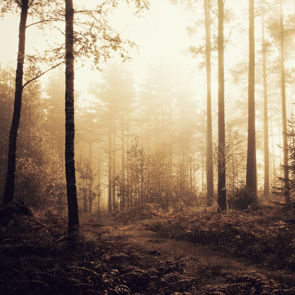 mielenrauha