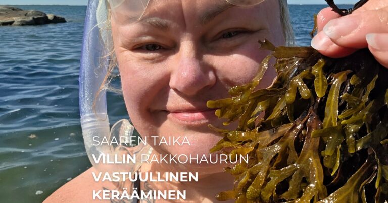 Saaren Taika villin rakkohaurun vastuullinen kerääminen