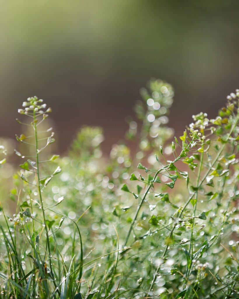 Capsella bursa-pastoris -uute vähentää punoitusta ja lehahtelua
