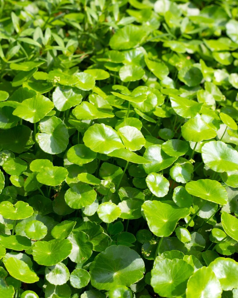 Rohtosammakonputkiuute (Centella asiatica) vähentää pintaverisuonten reaktiivisuutta ja auttaa tekemään näkyvistä hiusverisuonista vähemmän näkyviä