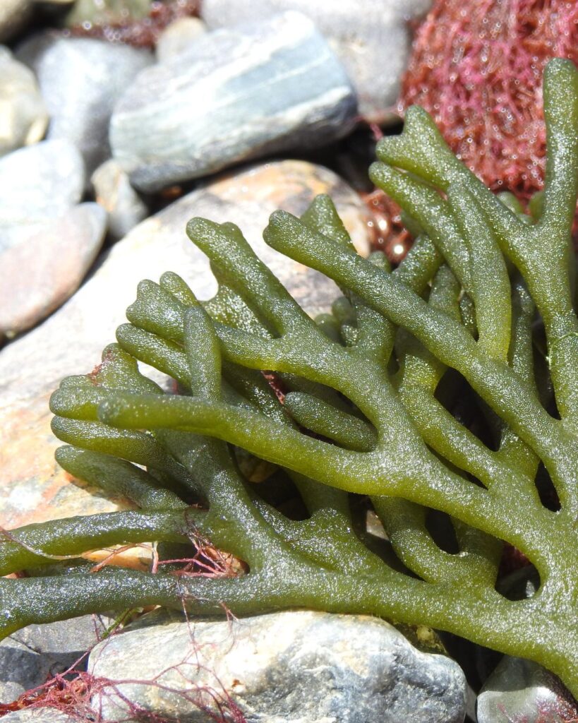 Vihreä merileväuute (Codium tomentosum) on kehitetty punoituksen vähentämiseen ja ihon mikrobiomin tasapainottamiseen