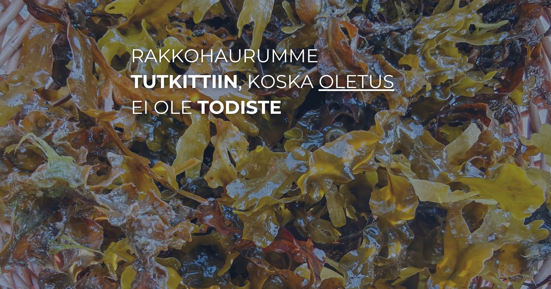 Rakkohaurumme tutkittiin, koska oletus ei ole todiste