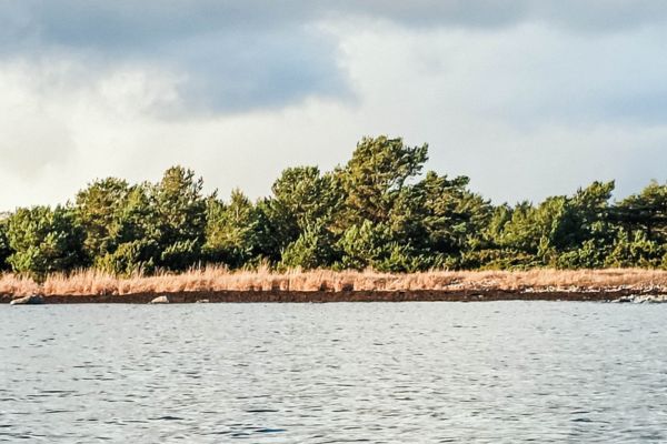 Rakkohauruvalli selkämerellä.
