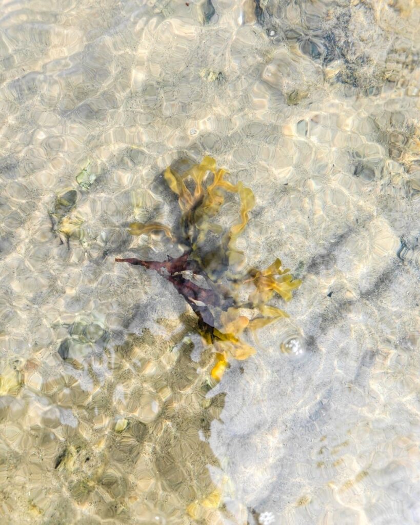 Villiä, luonnon irrottamaa rakkohaurua kellumassa Selkämeren puhdasvetisellä hiekkapohjaisella rannalla.
